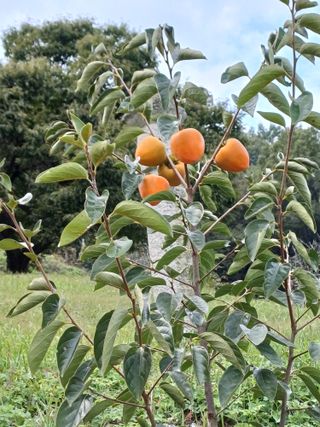 못내뜰애농원님의 자유주제 · 자유게시판 작성글 사진