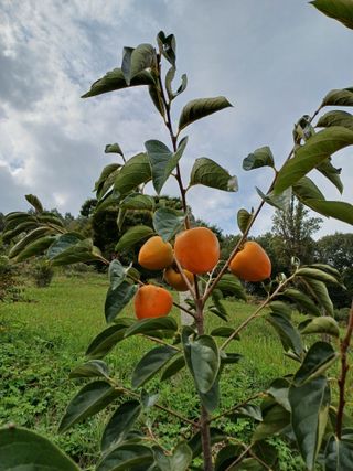 못내뜰애농원님의 자유주제 · 자유게시판 작성글 사진