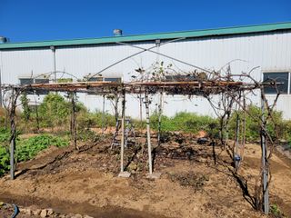 노경자님의 포도 · 영농일지 작성글 사진