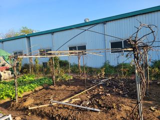 노경자님의 포도 · 영농일지 작성글 사진