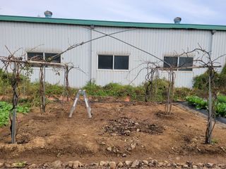 노경자님의 포도 · 영농일지 작성글 사진