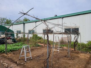 노경자님의 포도 · 영농일지 작성글 사진