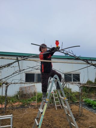 노경자님의 포도 · 영농일지 작성글 사진