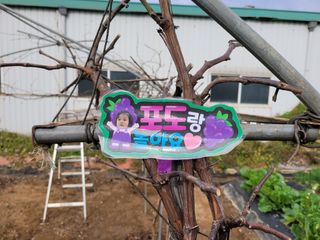 노경자님의 포도 · 영농일지 작성글 사진