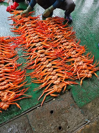 노가네수산님의 자유주제 · 자유게시판 작성글 사진