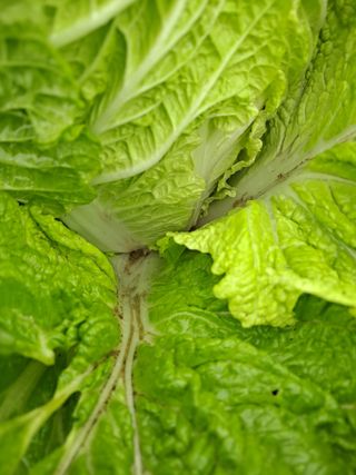 농촌사랑님의 자유주제 · 자유게시판 작성글 사진