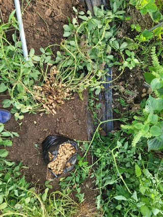 jun님의 기타작물 · 영농일지 작성글 사진