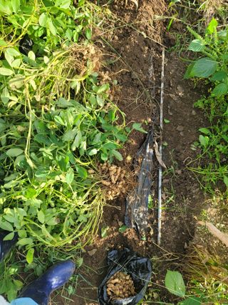 jun님의 기타작물 · 영농일지 작성글 사진