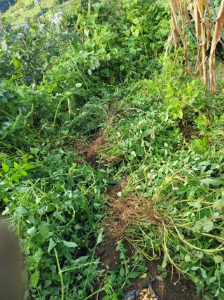 jun님의 기타작물 · 영농일지 작성글 사진