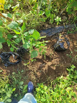 jun님의 기타작물 · 영농일지 작성글 사진