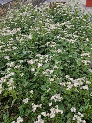 νμ²μ°μ±λμλμ μμ μ£Όμ Β· μμ κ²μν μμ±κΈ μ¬μ§