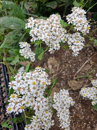 νμ²μ°μ±λμλμ μμ μ£Όμ Β· μμ κ²μν μμ±κΈ μ¬μ§