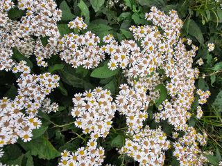 νμ²μ°μ±λμλμ μμ μ£Όμ Β· μμ κ²μν μμ±κΈ μ¬μ§