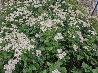 νμ²μ°μ±λμλμ μμ μ£Όμ Β· μμ κ²μν μμ±κΈ μ¬μ§