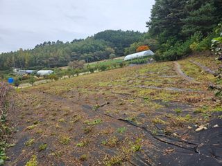 홍천산채농원님의 자유주제 · 자유게시판 작성글 사진