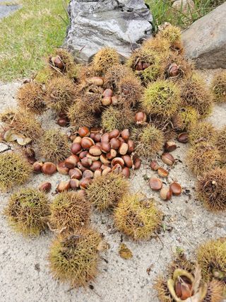 홍천산채농원님의 자유주제 · 자유게시판 작성글 사진