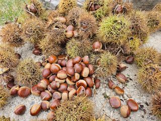 홍천산채농원님의 자유주제 · 자유게시판 작성글 사진