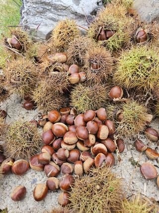 홍천산채농원님의 자유주제 · 자유게시판 작성글 사진