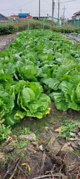 팜모닝 자유주제·자유게시판 게시글 이미지