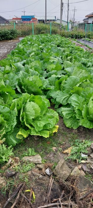 주말 텃밭 농부님의 자유주제 · 자유게시판 작성글 사진