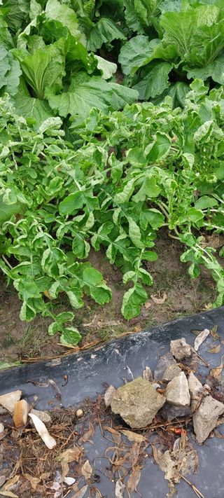 주말 텃밭 농부님의 자유주제 · 자유게시판 작성글 사진