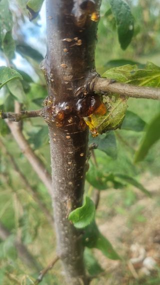 나물로61님의 기타작물 · 병해충상담 작성글 사진