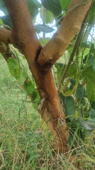 나물로61님의 기타작물 · 병해충상담 작성글 사진