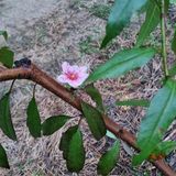 팜모닝 복숭아·영농일지 게시글 이미지