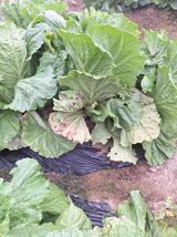 팜모닝 배추·영농일지 게시글 이미지