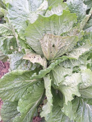 이호형님의 배추 · 영농일지 작성글 사진