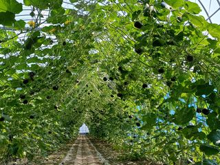현순호님의 호박 · 영농일지 작성글 사진