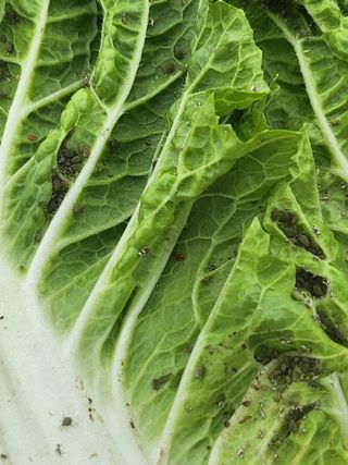 처음님의 배추 · 병해충상담 작성글 사진