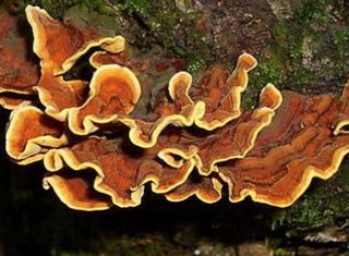 배추12035.부남님의 자유주제 · 자유게시판 작성글 사진