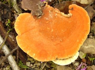 배추12035.부남님의 자유주제 · 자유게시판 작성글 사진