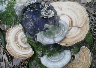 배추12035.부남님의 자유주제 · 자유게시판 작성글 사진