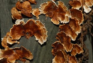 배추12035.부남님의 자유주제 · 자유게시판 작성글 사진