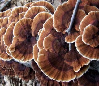 배추12035.부남님의 자유주제 · 자유게시판 작성글 사진