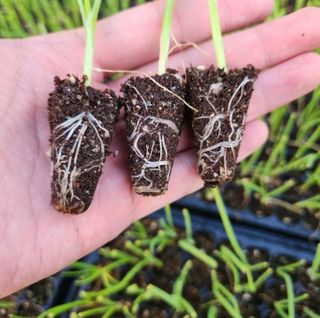 대산농사대장님의 양파 · 자유게시판 작성글 사진