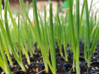 대산농사대장님의 양파 · 자유게시판 작성글 사진