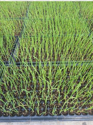 대산농사대장님의 양파 · 자유게시판 작성글 사진