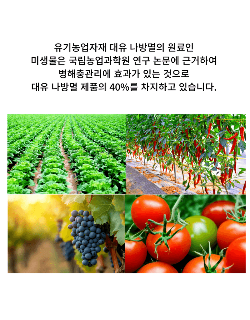 신탄진농약비료마트님의 장터 판매 상품 [대유 나방멸200g 2봉 배추 나방 애벌레 유기농업자재 충해관리용 자재 ] 첨부 사진