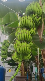 팜모닝 기타작물·영농일지 게시글 이미지