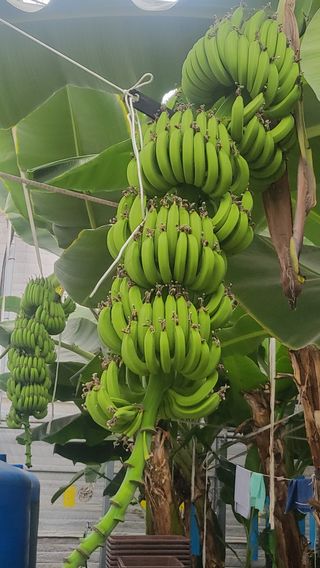 오영상님의 기타작물 · 영농일지 작성글 사진