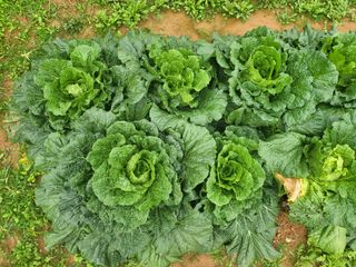 농약비료유기농쟁이님의 자유주제 · 칭찬해요 작성글 사진