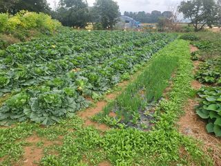 농약비료유기농쟁이님의 자유주제 · 칭찬해요 작성글 사진