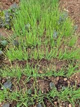 팜모닝 파·병해충상담 게시글 이미지