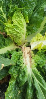 팜모닝 배추·병해충상담 게시글 이미지