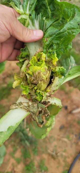 박영만님의 배추 · 병해충상담 작성글 사진