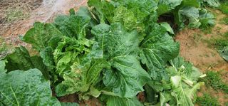 박영만님의 배추 · 병해충상담 작성글 사진