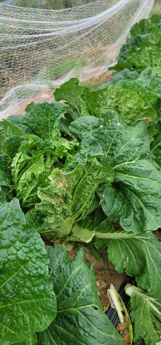 박영만님의 배추 · 병해충상담 작성글 사진